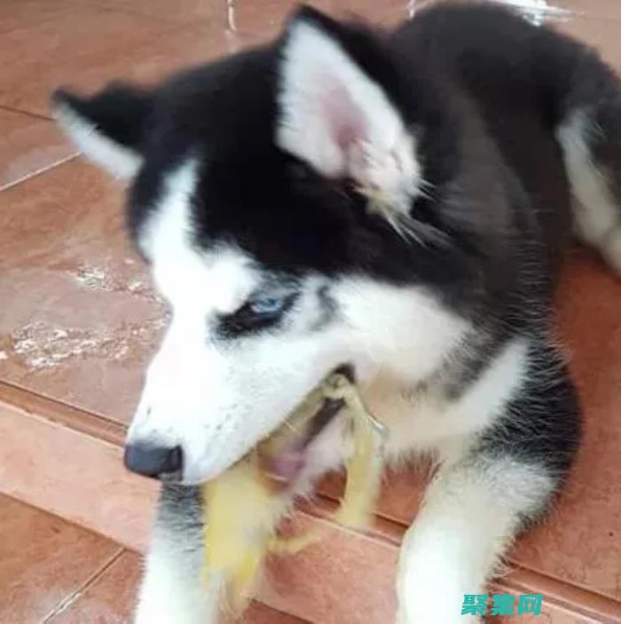 它在集體無(wú)意識(shí)作用