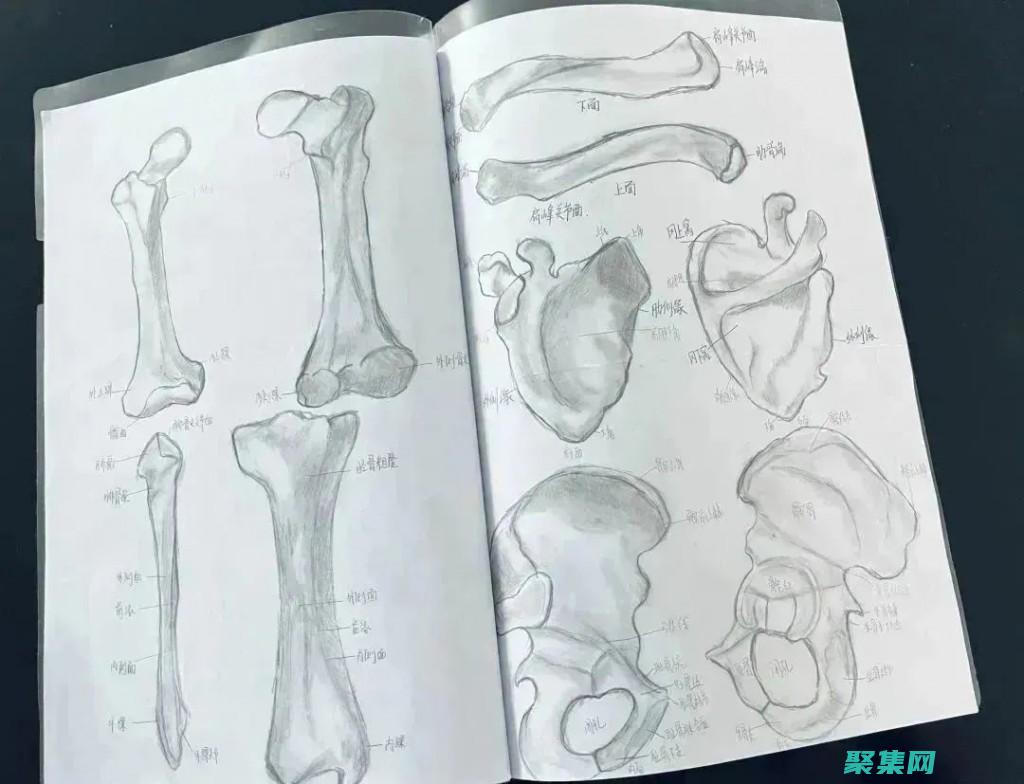 解剖整站程序的奧秘，賦能網(wǎng)站開發(fā)，提升用戶體驗(yàn) (解剖的正確姿勢(shì)是什么)