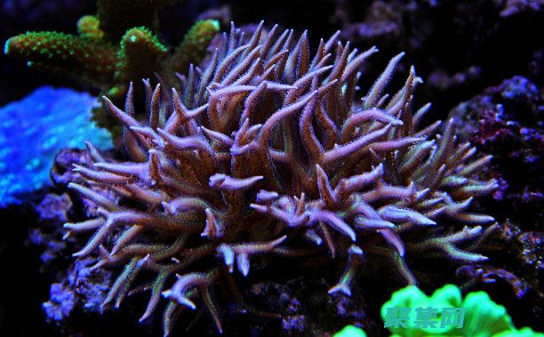 ASP源代碼揭秘：一個面向開發(fā)人員的深入?yún)⒖贾改?(asp源代碼免費下載)