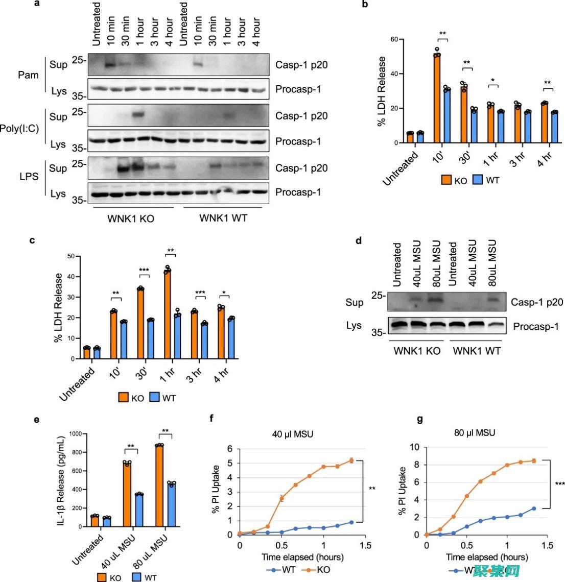 釋放 Lightbox.js 的強大功能， (釋放linux內存)