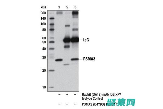 PHPSmarty 社區資源：發現文檔、論壇和支持