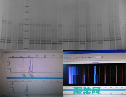 揭秘 Struct 的奧秘：釋放 C++ 數據抽象的潛力 (揭秘st洲際的背景)