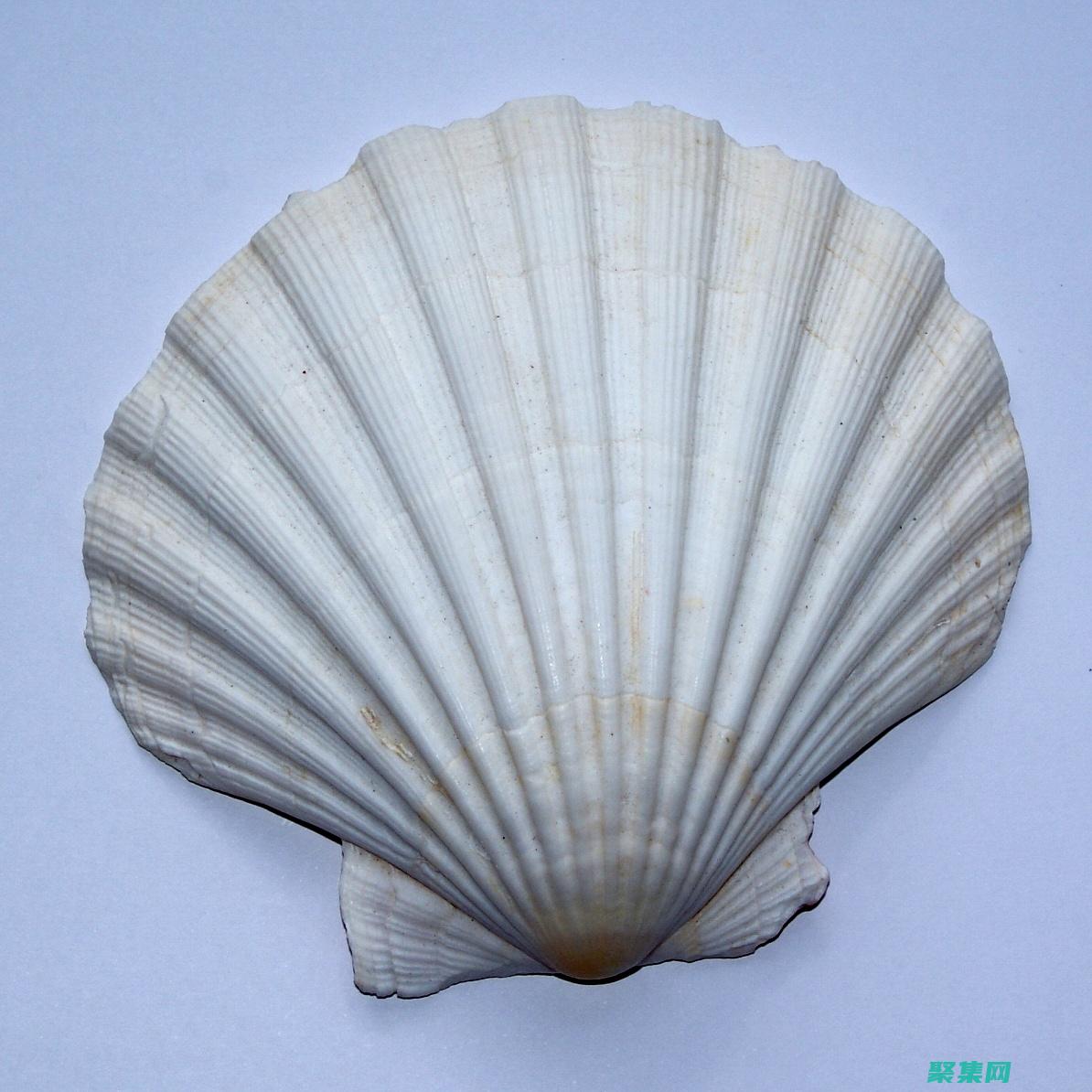 shelldeclare 實戰：提升 Bash 編程技能 (shell的作用)