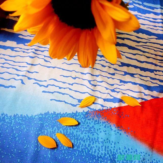 必備的冰壺教學視頻