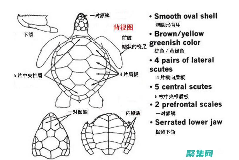 烏龜?shù)倪M(jìn)化之旅：適應(yīng)性如何塑造了它們的物種 (烏龜?shù)倪M(jìn)化之路)