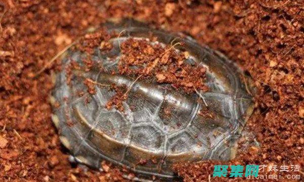 烏龜的醫學意義