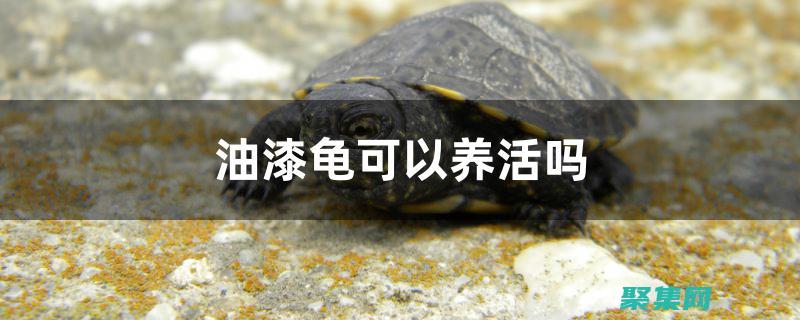 烏龜肉中含有豐富的多不飽和脂肪酸