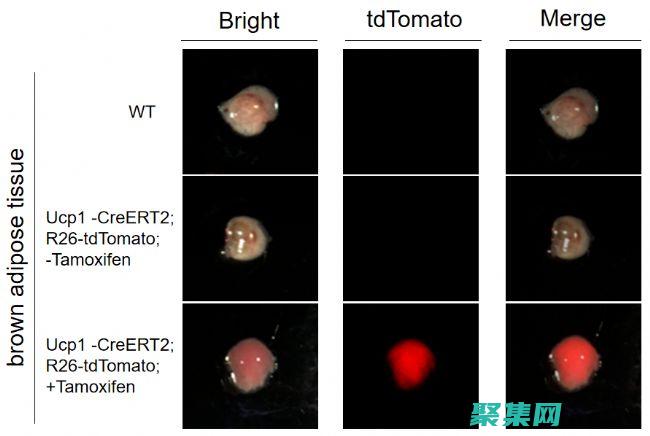DATABASE語句創建數據庫