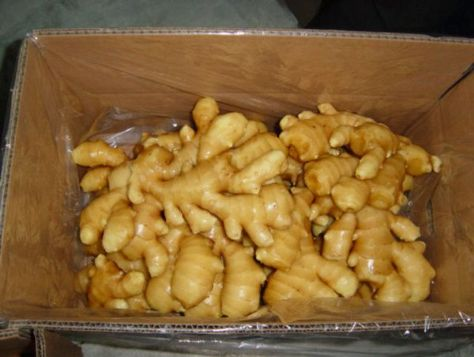 安丘市綠星食品有限公司-生姜|風干姜|保鮮姜|姜|安丘姜|濰坊姜