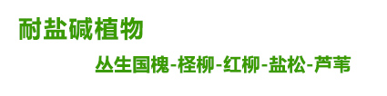馳騰鹽松檉柳基地、山東紅柳基地、圣柳基地、怪柳基地、檉柳苗、營養(yǎng)杯鹽松