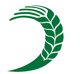 東北苗木種子網丨紅葉李丨紅葉榆葉梅丨四季玫瑰丨紫丁香丨東北連翹小苗工程苗