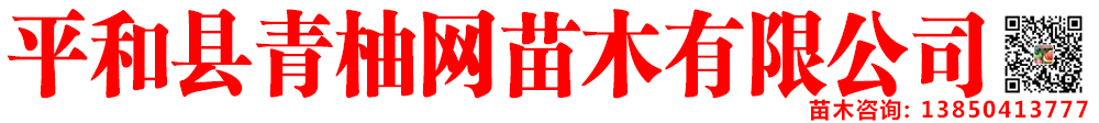 泰國青柚苗批發(fā)官網(wǎng)|紅寶石青柚苗|紅心柚子苗|紅心蜜柚苗|三紅蜜柚苗-平和縣青柚網(wǎng)苗木有限公司