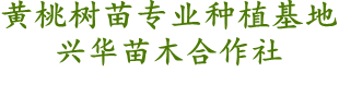 黃桃樹苗專業(yè)種植基地