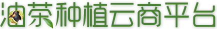 油茶種植云商平臺(tái)_重慶油茶種植門戶網(wǎng)站_重慶油茶種植_重慶油茶銷售_重慶油茶批發(fā)_重慶油茶訂購(gòu)_酉陽(yáng)油茶種植技術(shù)