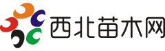 西北苗木網--苗木求購|綠化苗木價格|陜西苗木