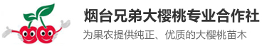 煙臺大櫻桃,煙臺大櫻桃樹苗,煙臺大櫻桃苗木合作社,煙臺兄弟大櫻桃專業合作社