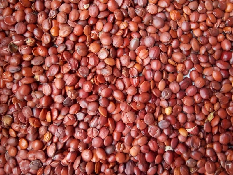 優(yōu)質(zhì)酸棗仁產(chǎn)地供應(yīng)商 - 酸棗仁加工廠直供