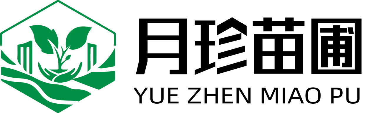 南京月珍苗圃常綠_樹苗_種植基地官網(wǎng)