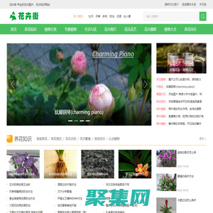 花卉街 - 專業的花卉圖片、花卉知識網站