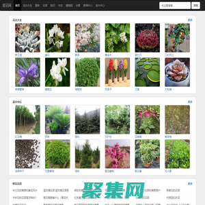 花卉_花卉綠植_花卉大全-愛花網(wǎng)