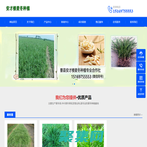 曹縣安才樓麥冬種植專業(yè)合作社